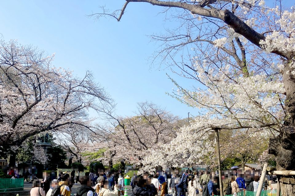 2023年東京上野公園賞櫻