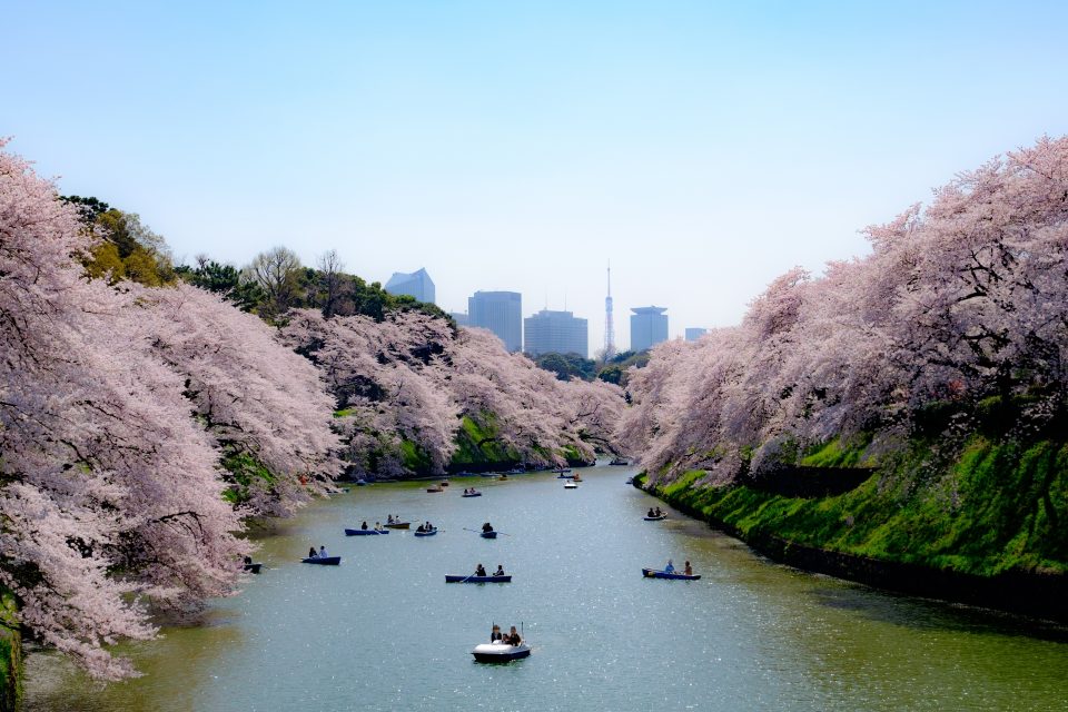 2023年東京千鸟渊樱花