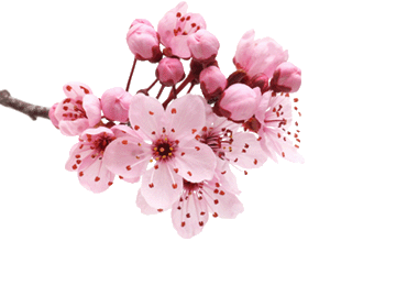櫻花拍攝