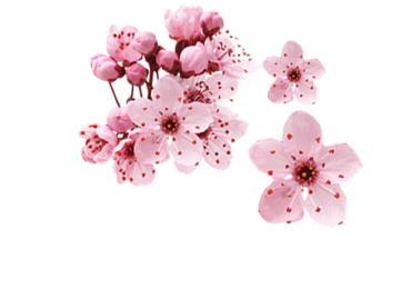 櫻花拍攝